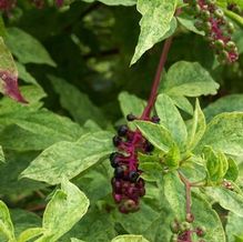 Phytolacca americana 'Silberstein' Phytolacca americana 'Silberstein'