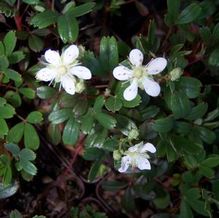 Potentilla tridentata 'Nuuq' Potentilla tridentata 'Nuuq'