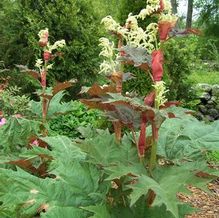 Rheum palmatum var. tanguticum Rheum palmatum var. tanguticum