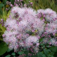 Thalictrum 'North Hill' Thalictrum 'North Hill'