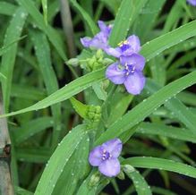 Tradescantia x 'KU9' Tradescantia x 'KU9'