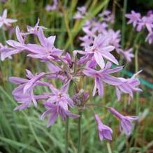 Tulbaghia violacea 'Variegata' Tulbaghia violacea 'Variegata'