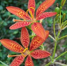 Belamcanda chinensis Belamcanda chinensis