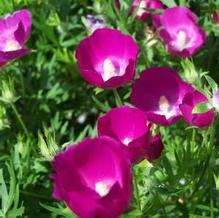 Callirhoe involucrata