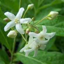 Cynanchum ascyrifolium