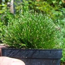 Eleocharis radicans Eleocharis radicans