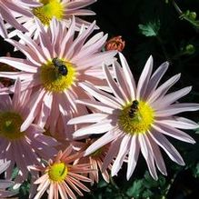 Chrysanthemum 'Hillside Sheffield Pink'