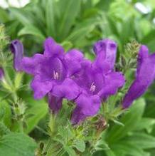 Strobilanthes attenuata