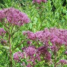 Eupatorium purpureum 'Joe Napoleon' Eupatorium purpureum 'Joe Napoleon'