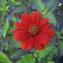 Heliopsis helianthoides var. scabra 'Bleeding Hearts'