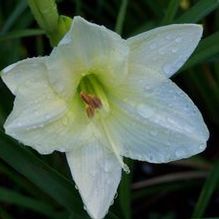 Hemerocallis 'Joan Senior' Hemerocallis 'Joan Senior'