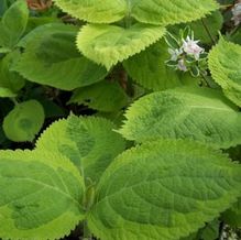 Leucoseptrum stellipilum 'October Moon'