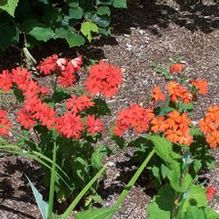 Lychnis miqueliana Lychnis miqueliana