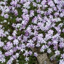 Phlox nivalis 'Camla' Phlox nivalis 'Camla'