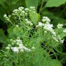 Pycnanthemum hyssopifolium Pycnanthemum hyssopifolium