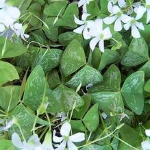 Oxalis regnellii 'Irish Mist'