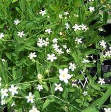 Euphorbia corollata