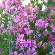 Lespedeza thunbergii 'Pink Fountain'