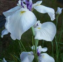 Iris ensata 'Emotion' Iris ensata 'Emotion'