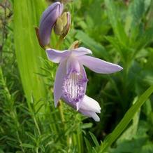 Bletilla striata 'Murasaki Shikibu' Bletilla striata 'Murasaki Shikibu'