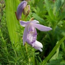 Bletilla striata 'Murasaki Shikibu'