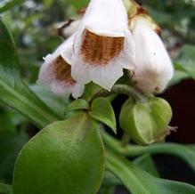 Hemiboea subcapitata Hemiboea subcapitata