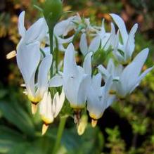 Dodecatheon meadia ''white form'' Dodecatheon meadia ''white form''