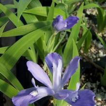 Iris cristata 'Mountain Girl' Iris cristata 'Mountain Girl'