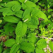 Chloranthus serratus Chloranthus serratus