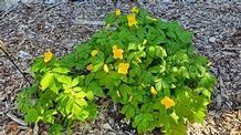 Hylomecon japonicum Hylomecon japonicum