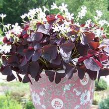 Oxalis regnellii 'Triangularis' Oxalis regnellii 'Triangularis'