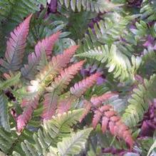 Dryopteris erythrosora 'Brilliance' Dryopteris erythrosora 'Brilliance'