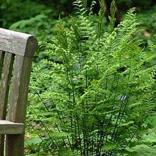 Osmunda regalis var. spectabilis Osmunda regalis var. spectabilis
