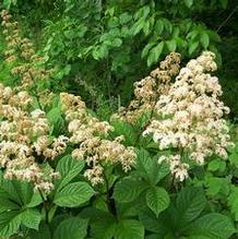 Rodgersia pinnata 'Superba' Rodgersia pinnata 'Superba'