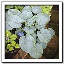 Hosta 'Powder Blue' Hosta 'Powder Blue'