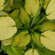 Hosta 'Rainforest Sunrise' Hosta 'Rainforest Sunrise'