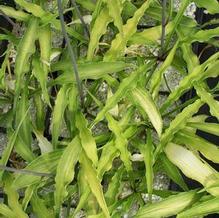 Hosta 'Curly Fries' Hosta 'Curly Fries'