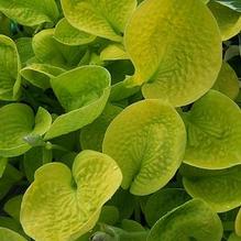 Hosta 'Maui Buttercups'