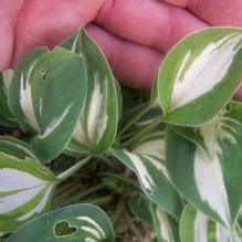 Hosta 'Pandora's Box'