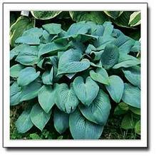 Hosta 'Fragrant Blue' Hosta 'Fragrant Blue'