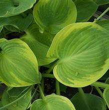 Hosta 'Woolly Mammoth' Hosta 'Woolly Mammoth'