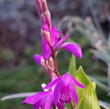 Bletilla striata Bletilla striata