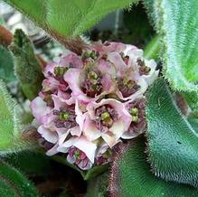Bergenia ciliata 'Wilton' Bergenia ciliata 'Wilton'