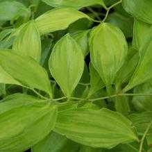 Disporum longistylum 'Winter Sun' Disporum longistylum 'Winter Sun'