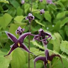 Epimedium zhushanense Epimedium zhushanense