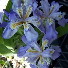 Iris cristata 'Doubly Stylish' Iris cristata 'Doubly Stylish'