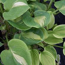 Hosta 'Olive Branch'