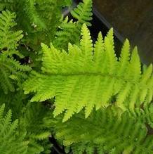 Dryopteris filix-mas 'Crispatissima' Dryopteris filix-mas 'Crispatissima'