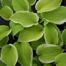 Hosta 'Fragrant Bouquet' Hosta 'Fragrant Bouquet'
