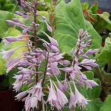 Hosta 'Fall Bouquet' Hosta 'Fall Bouquet'